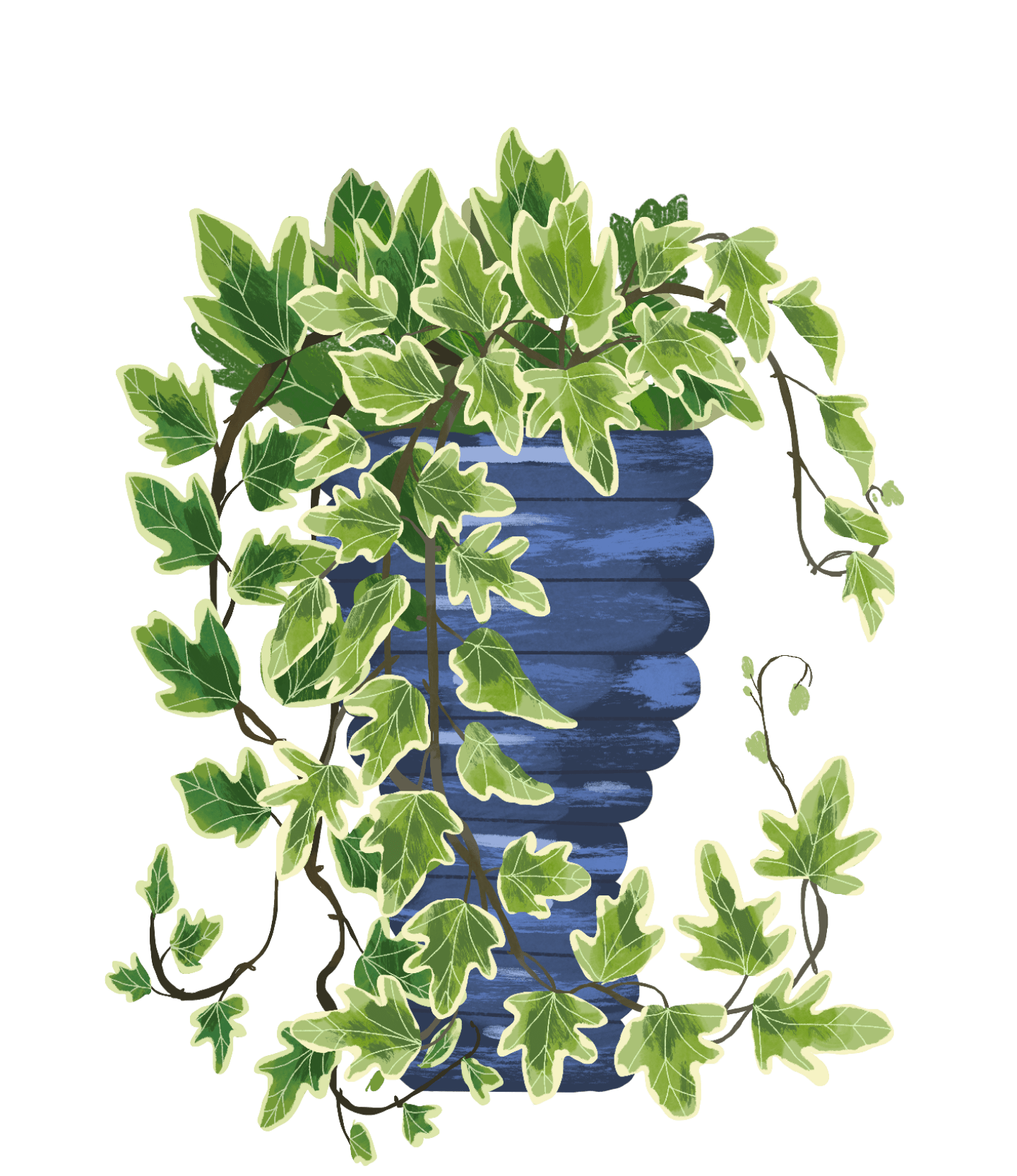 English Ivy Plant Care Guide